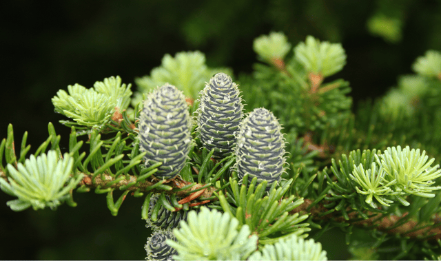 Kho Cube VN - Cây thông Noel Balsam Fir