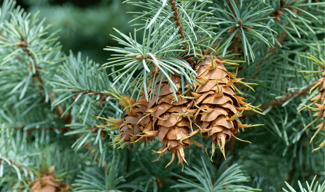 Kho Cube VN - Cây thông Noel Douglas Fir