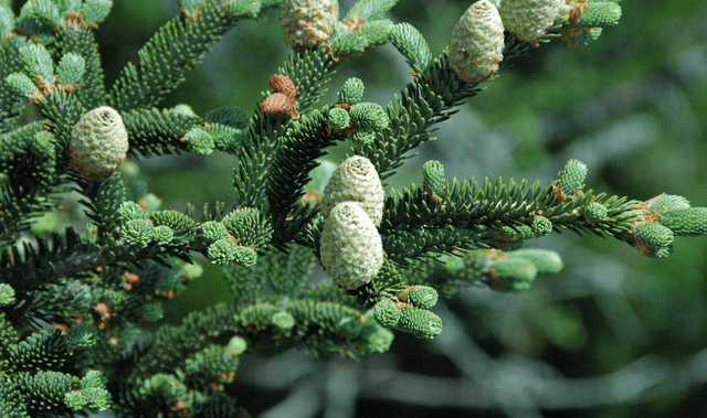 Kho Cube VN - Cây thông Noel Fraser Fir