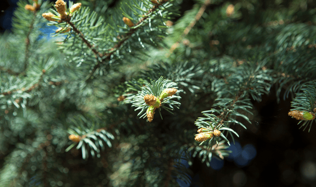 Kho Cube VN - Cây thông Noel Noble Fir