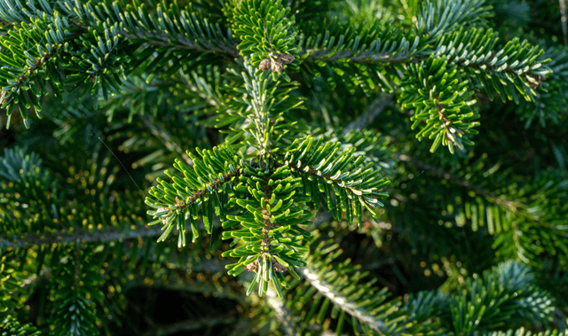 Kho Cube VN - Cây thông Noel Nordmann Fir