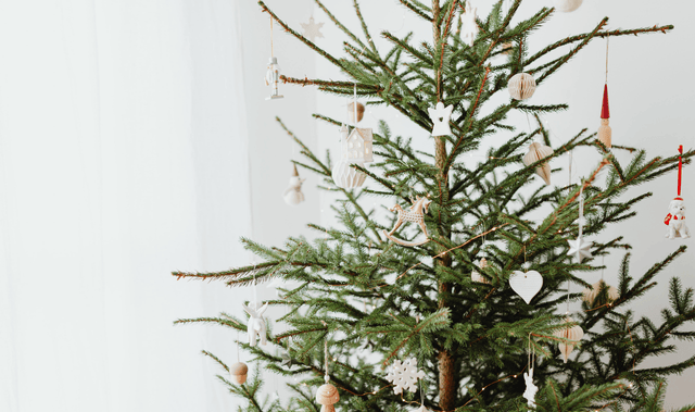 Kho Cube VN - Vẻ đẹp độc đáo và không trùng lập của cây thông Noel thật
